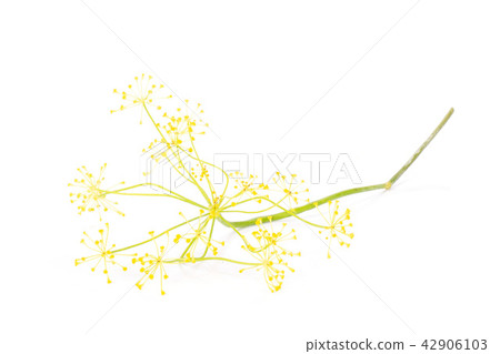 Fresh yellow dill flowers isolated on white Fresh yellow dill flowers isolated on white 42906103