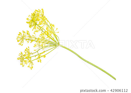 Fresh yellow dill flowers isolated on white 42906112