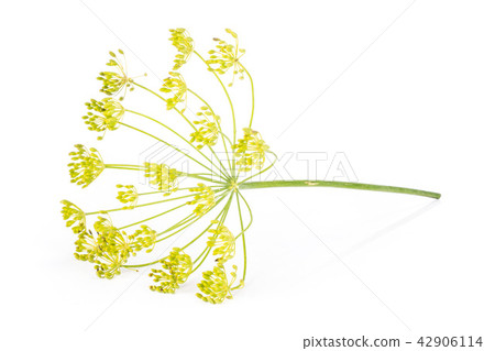 Fresh yellow dill flowers isolated on white 42906114