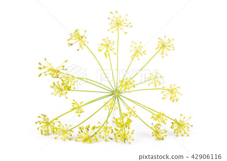 Fresh yellow dill flowers isolated on white Fresh yellow dill flowers isolated on white 42906116