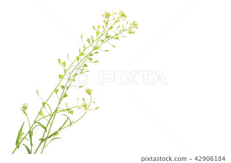 Fresh green plant isolated on white Fresh green plant isolated on white 42906184
