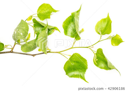 Fresh green plant isolated on white Fresh green plant isolated on white 42906186