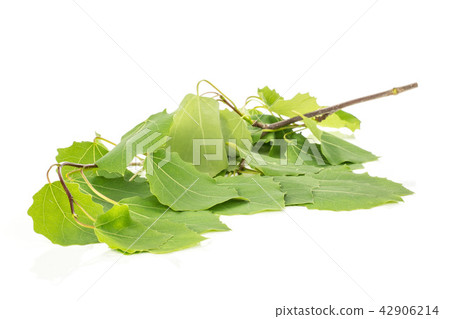 Fresh green plant isolated on white Fresh green plant isolated on white 42906214
