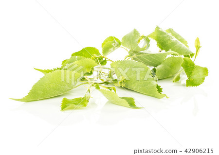 Fresh green plant isolated on white Fresh green plant isolated on white 42906215