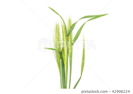 Fresh green plant isolated on white Fresh green plant isolated on white 42906224