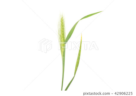 Fresh green plant isolated on white Fresh green plant isolated on white 42906225