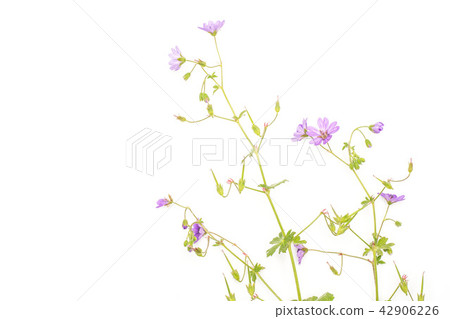 Fresh green plant isolated on white Fresh green plant isolated on white 42906226