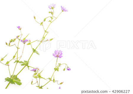 Fresh green plant isolated on white Fresh green plant isolated on white 42906227