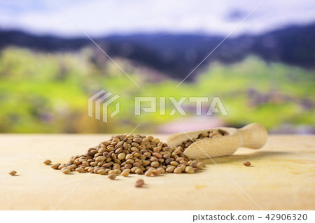 Raw green lentil seeds 42906320