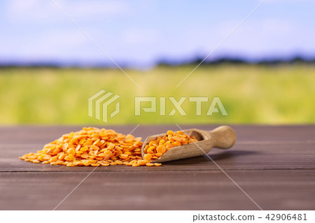 Raw red lentils with field behind Raw red lentils with field behind 42906481