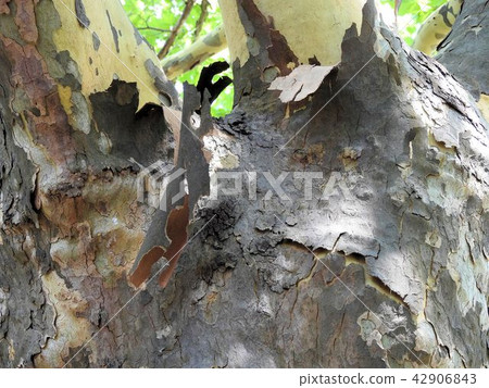 Peeling bark of Momiji busses (platinus) / Tachikawa ' 42906843