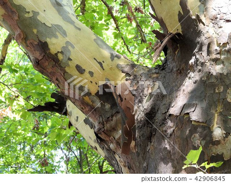 Peeling bark of Momiji busses (platinus) / Tachikawa ' 42906845