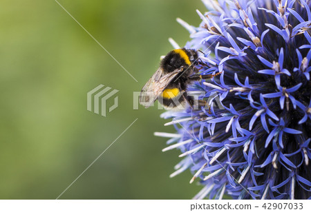 Bumble Bee on Echinops 42907033