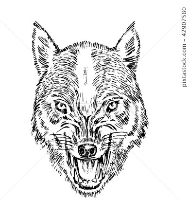 Portrait of wolf. Head and of a wild animal. Angry roar of a predator. Dog face. Badge or emblem Portrait of wolf. Head and of a wild animal. Angry roar of a predator. Dog face. Badge or emblem 42907580
