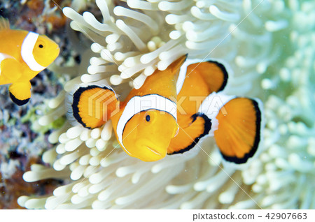 Clown anemonefish 42907663