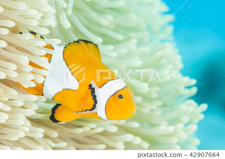 Clown anemonefish 42907664