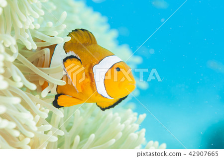小丑anemonefish 42907665