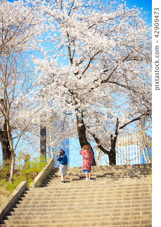 fully enjoy cherry blooming tree in spring time 068 fully enjoy cherry blooming tree in spring time 068 42909473