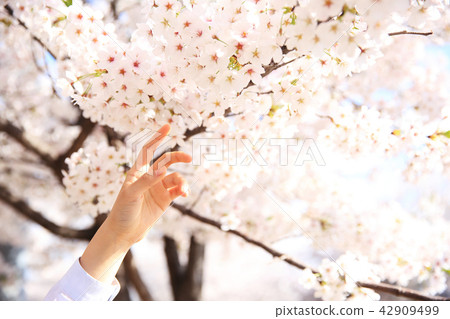 fully enjoy cherry blooming tree in spring time 048 42909499