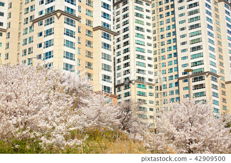 fully enjoy cherry blooming tree in spring time 067 42909500
