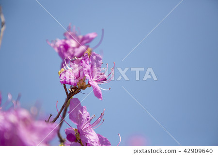 Spring landscape with Spring Flowers Blooms scenic. Blossoming branches of rhododendron, forsythia, cherry flowers 028 42909640