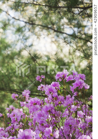 Spring landscape with Spring Flowers Blooms scenic. Blossoming branches of rhododendron, forsythia, cherry flowers 008 42909657