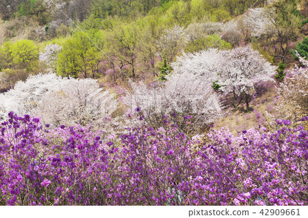 Spring landscape with Spring Flowers Blooms scenic. Blossoming branches of rhododendron, forsythia, cherry flowers 011 Spring landscape with Spring Flowers Blooms scenic. Blossoming branches of rhododendron, forsythia, cherry flowers 011 42909661