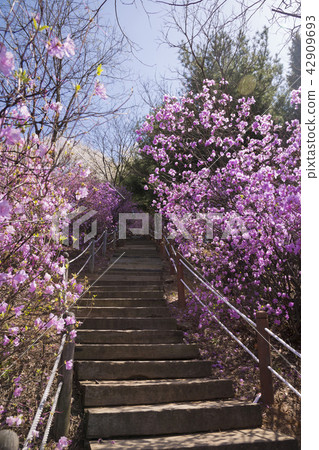 Spring landscape with Spring Flowers Blooms scenic. Blossoming branches of rhododendron, forsythia, cherry flowers 004 42909693