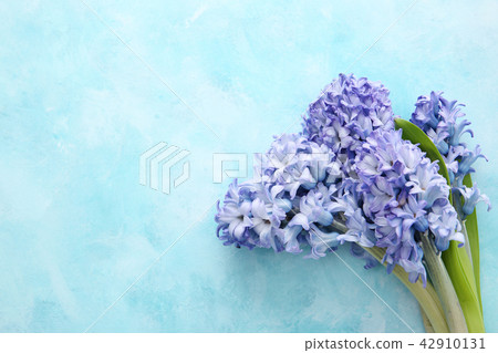 Beautiful flower collection Stock Photo. close up, isolated on background. vertical with copy space. 154 42910131