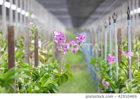 beautiful orchid flower in orchid garden 42910469