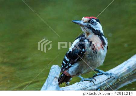 A Syrian woodpecker or Dendrocopos syriacus close A Syrian woodpecker or Dendrocopos syriacus close 42911214