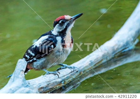 A Syrian woodpecker or Dendrocopos syriacus close 42911220