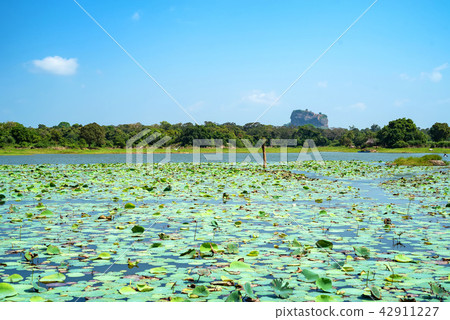 View of Sigiriya Rock or Lion Rock in Sri Lanka View of Sigiriya Rock or Lion Rock in Sri Lanka 42911227
