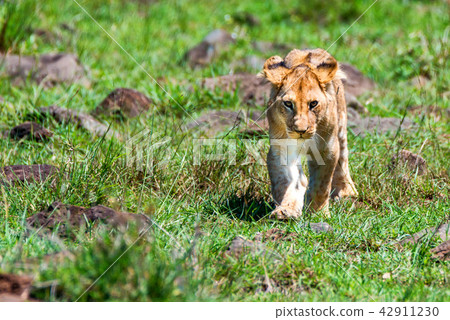 Young male lion or Panthera leo in nature Young male lion or Panthera leo in nature 42911230