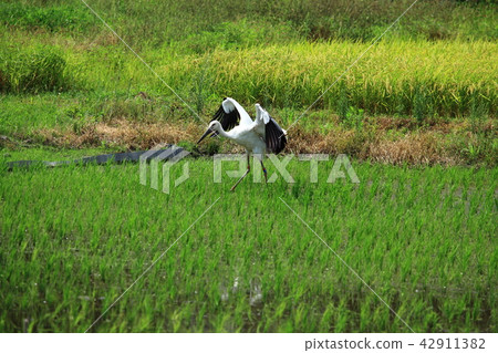 Eating Eating 42911382