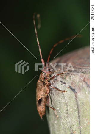 Living thing insect Jahazakami, beautiful beetle with a pale pinkish shade. The wing tip is sharp 42911481
