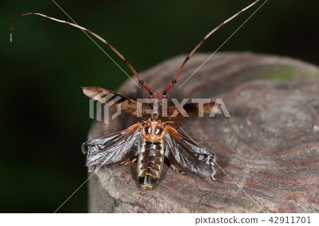 生物昆蟲Jahazakami,起飛。上翼的底座是萬向節形狀,後翼的底座是堅固的 生物昆蟲Jahazakami,起飛。上翼的底座是萬向節形狀,後翼的底座是堅固的 42911701