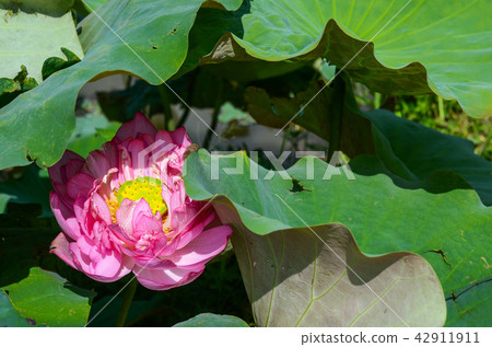 蓮花 蓮花 42911911