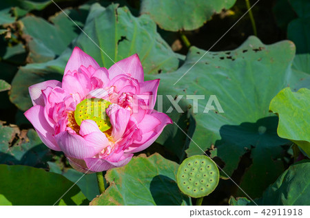 蓮花 蓮花 42911918
