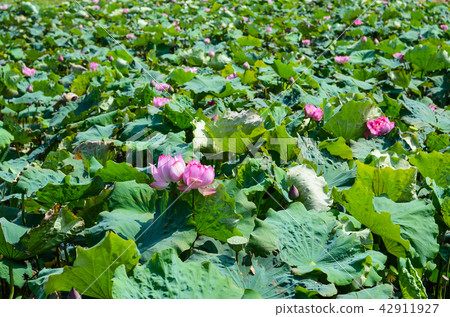 蓮花 蓮花 42911927