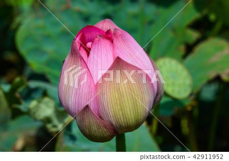 蓮花 蓮花 42911952