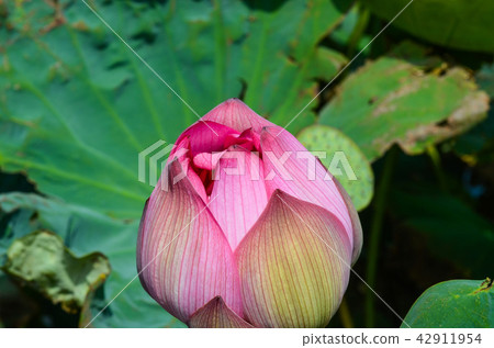 蓮花 蓮花 42911954