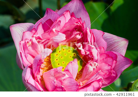 蓮花 蓮花 42911961