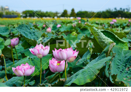 蓮花 蓮花 42911972