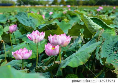 蓮花 蓮花 42911973