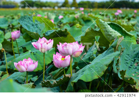 蓮花 蓮花 42911974