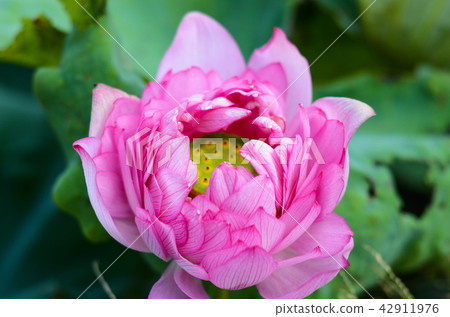 蓮花 蓮花 42911976
