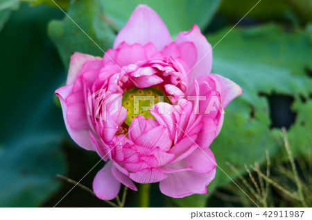 Lotus flower Lotus flower 42911987