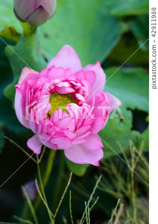 蓮花 蓮花 42911988