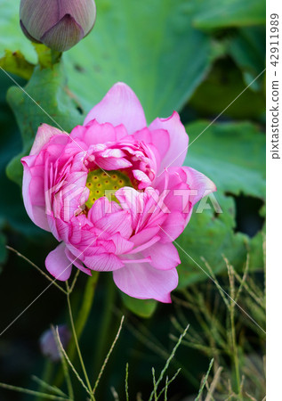 蓮花 蓮花 42911989